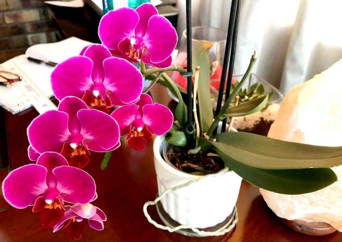 JustMeneesha, Meneesha Govender, blog, freelance, freelancer, entrepreneur, anxiety, freelance friday